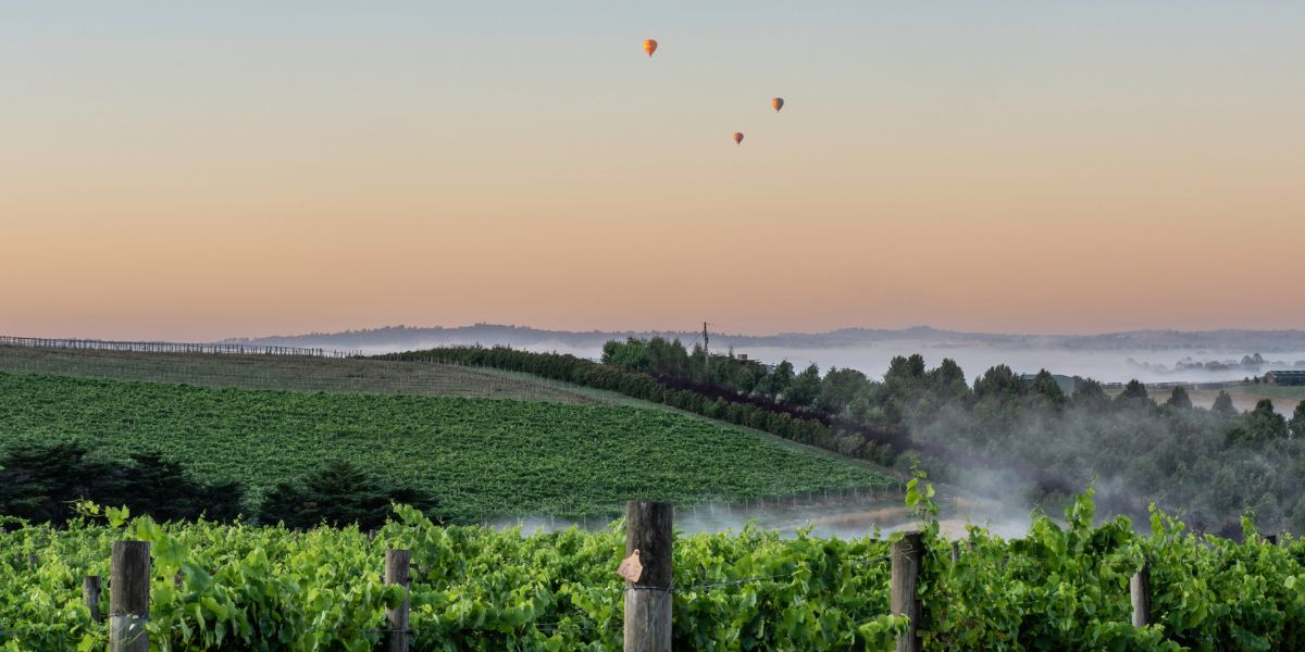 Yarra valley vineyard with hot air balloons