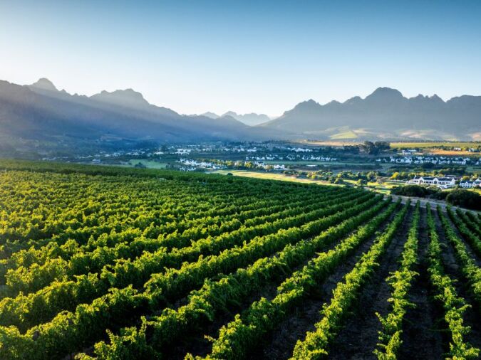 vineyards and mountain backdrop in stellenbosch