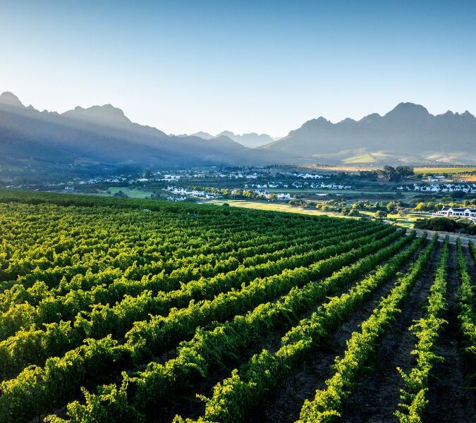 vineyards and mountain backdrop in stellenbosch
