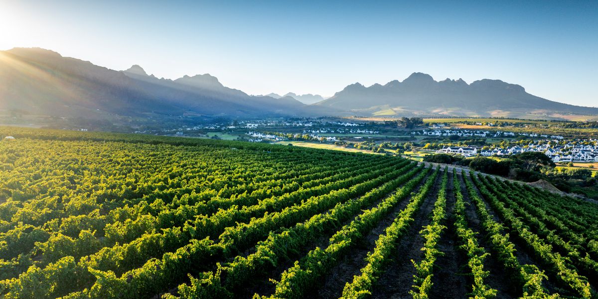 vineyards and mountain backdrop in stellenbosch