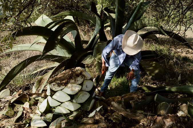 worker in the agave field at Espíritu Montaz