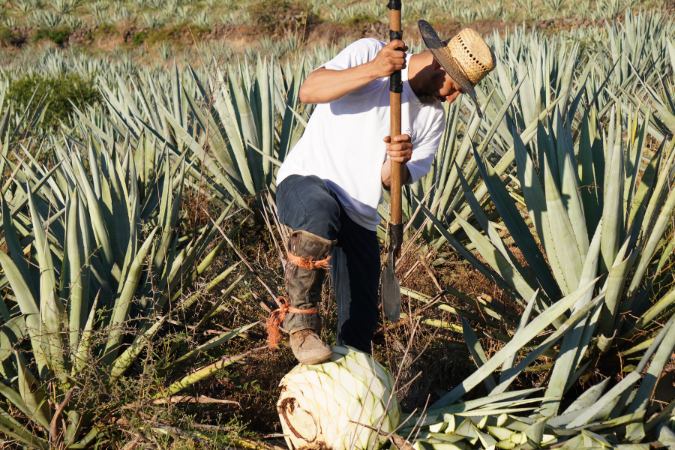 Jimador in the field for Zacal