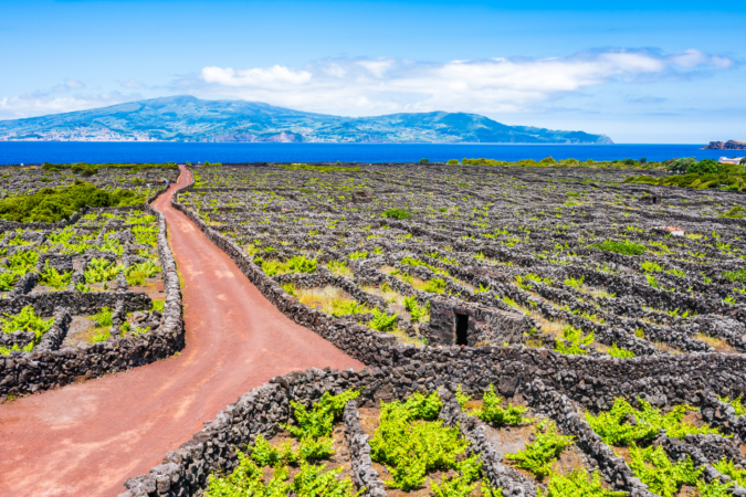 Vineyard culture among volcanic rocks and dirt road, Pico island, Azores, Portugal stock photo