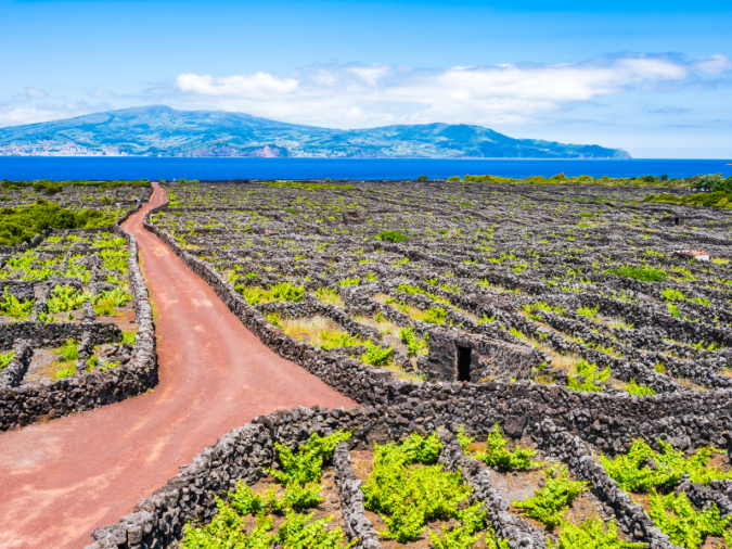 Vineyard culture among volcanic rocks and dirt road, Pico island, Azores, Portugal stock photo