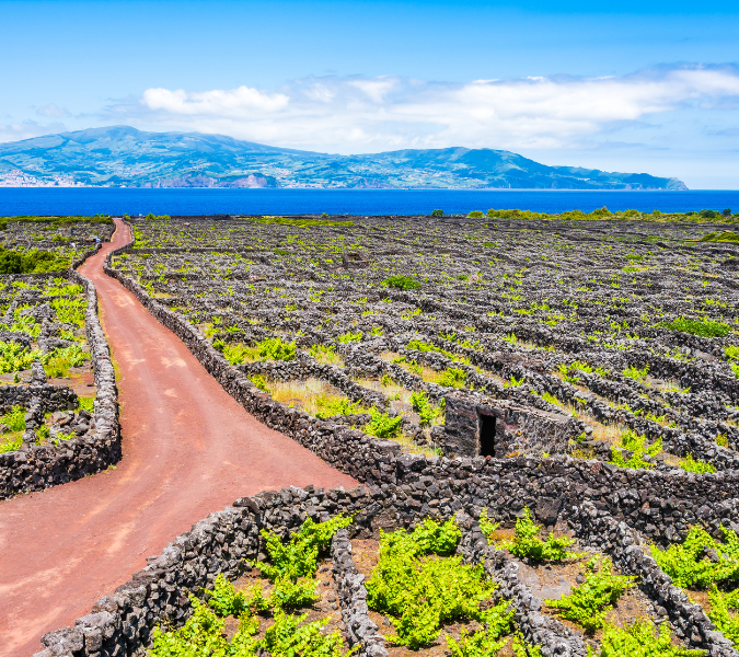 Vineyard culture among volcanic rocks and dirt road, Pico island, Azores, Portugal stock photo