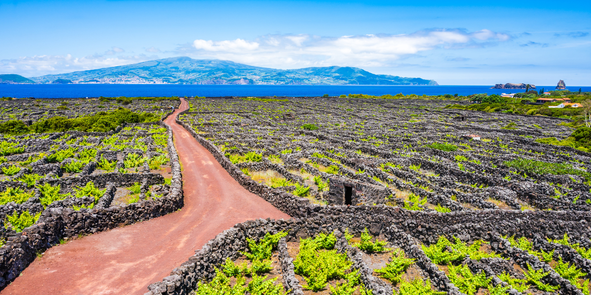Vineyard culture among volcanic rocks and dirt road, Pico island, Azores, Portugal stock photo