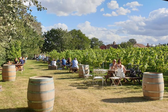 wine garden with picnic benches and vines at winbirri vineyard