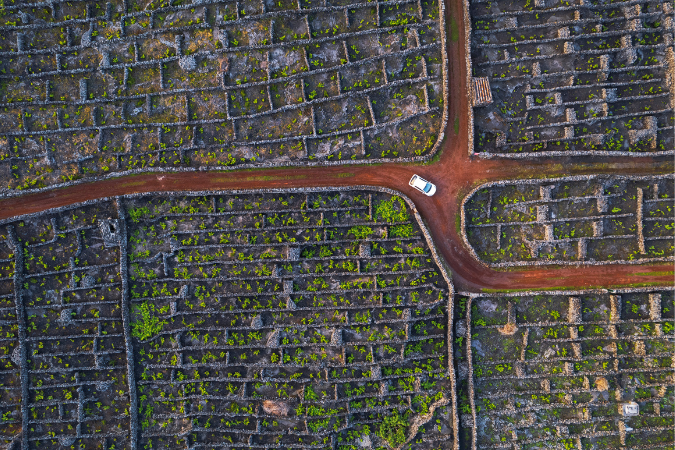 Azores Pico vineyards
