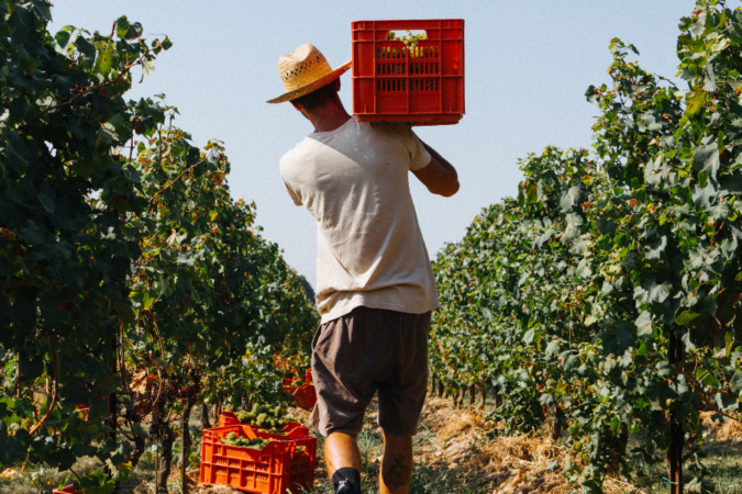Ca’ del Bosco harvest