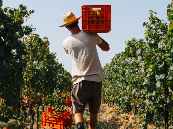 Ca’ del Bosco harvest