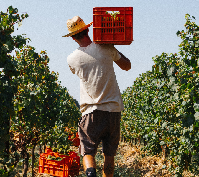 Ca’ del Bosco harvest