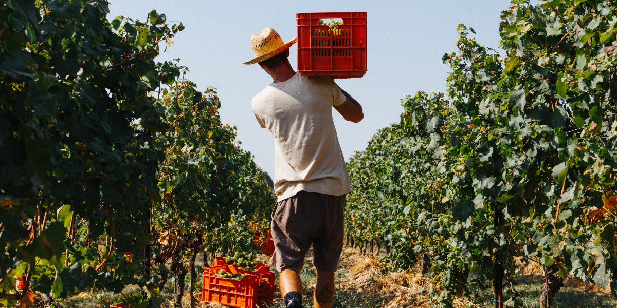 Ca’ del Bosco harvest
