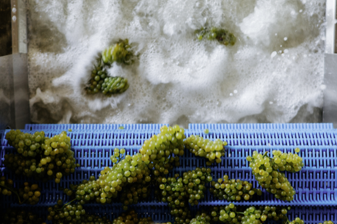 Ca’ del Bosco's grape spa