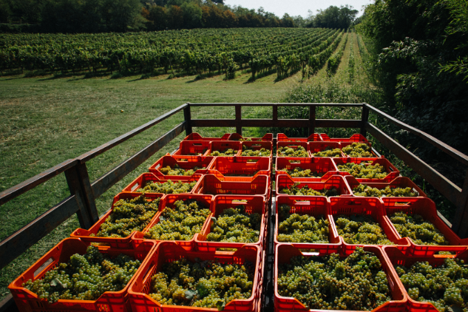 Ca’ del Bosco's grape harvest