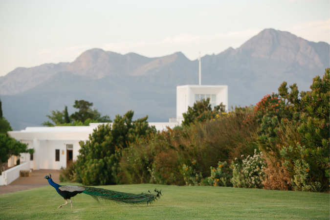 Vergelegen wine estate