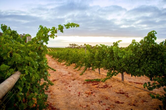 margaret river vineyard