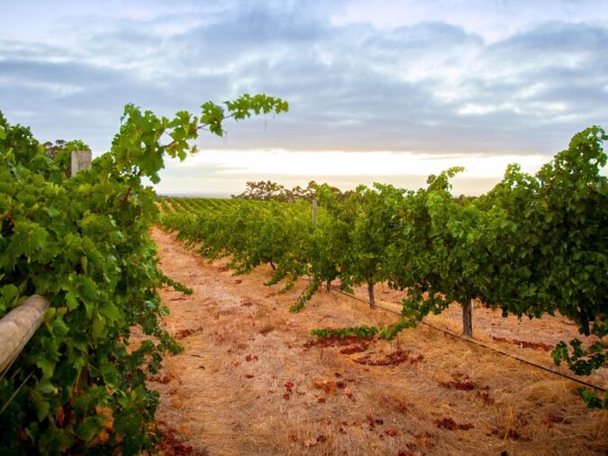 margaret river vineyard