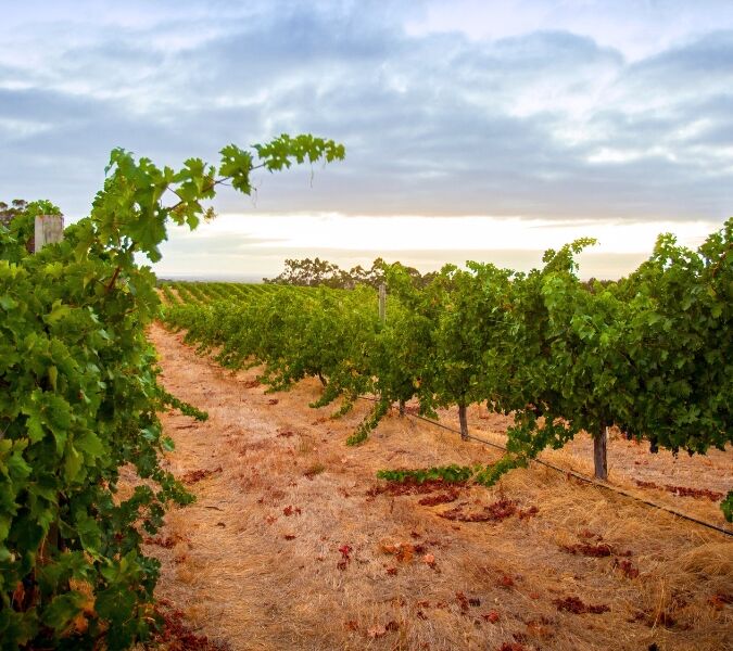 margaret river vineyard