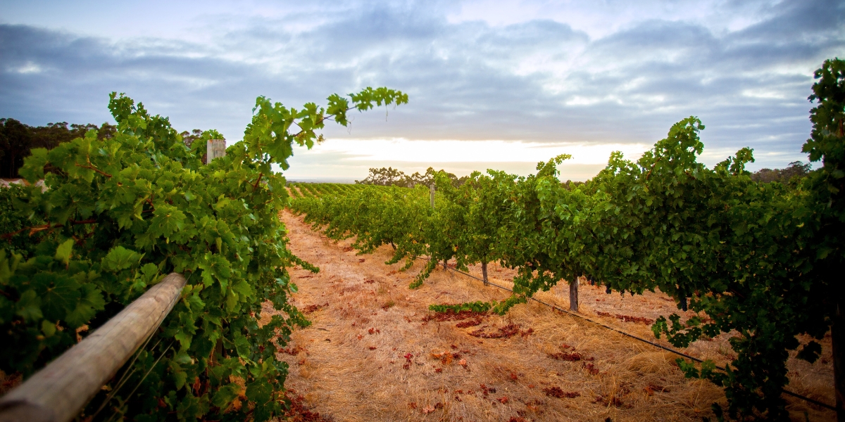 margaret river vineyard