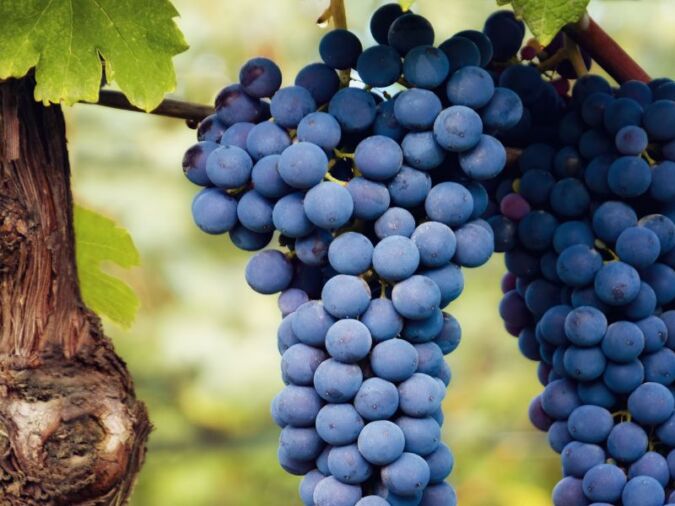 nebbiolo grapes