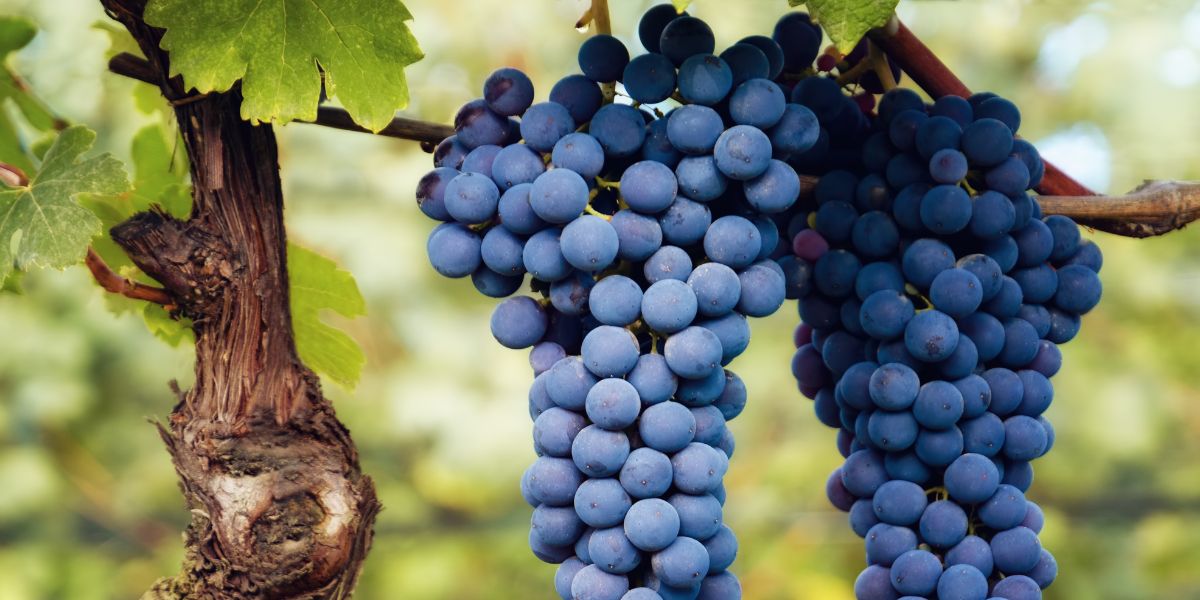 nebbiolo grapes