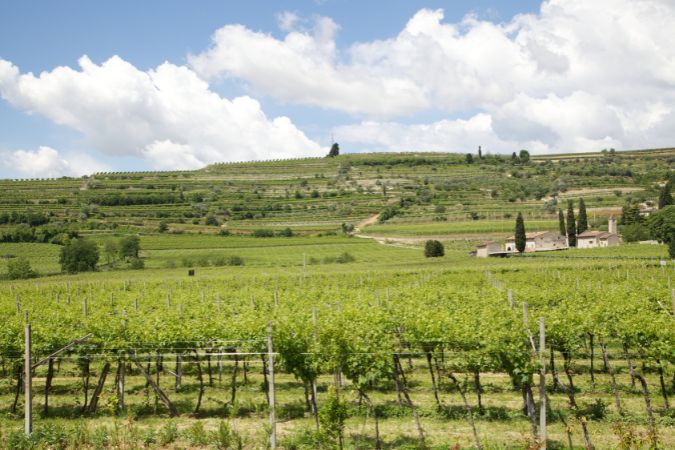 Masi's vineyard in Valgatara in the Valpolicella region