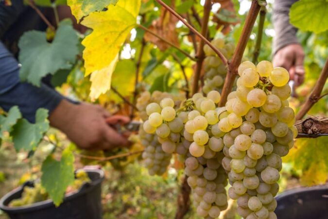 Beaujolais Blanc grapes being picked from the vine during harvest