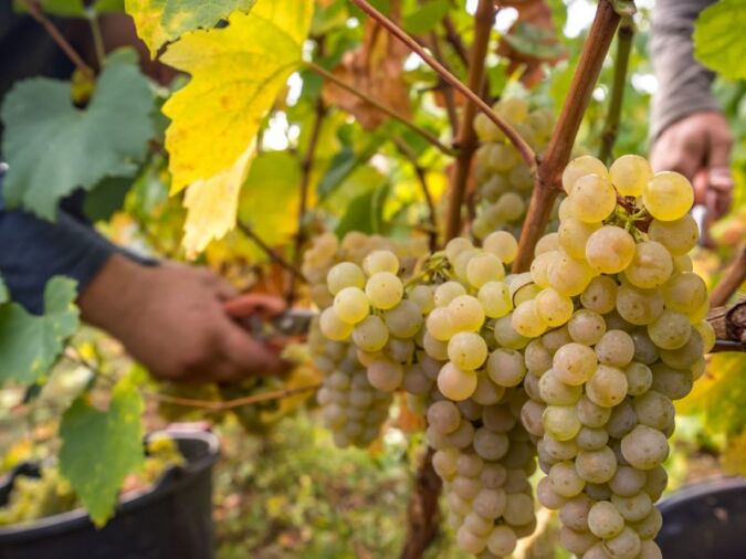 Beaujolais Blanc grapes being picked from the vine during harvest