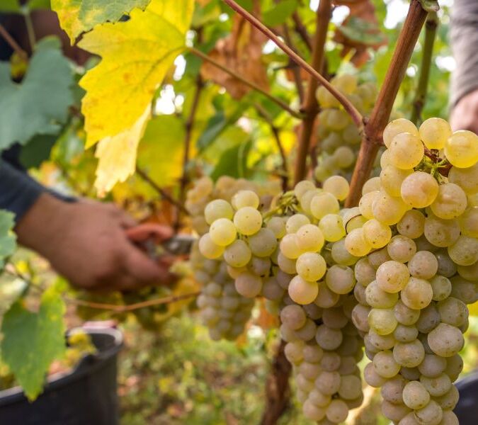 Beaujolais Blanc grapes being picked from the vine during harvest