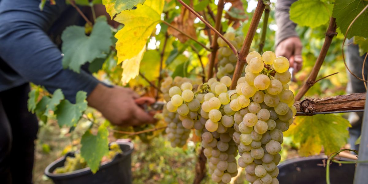 Beaujolais Blanc grapes being picked from the vine during harvest