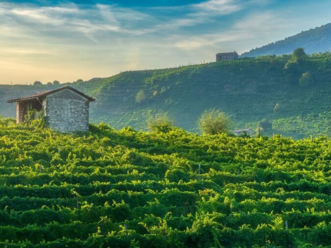 Green vineyard hills, or rive, in the Valdobbiadene Prosecco region
