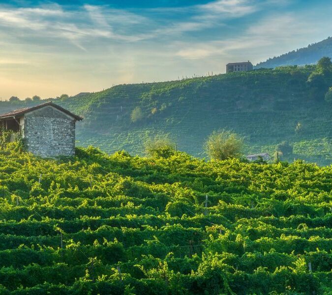 Green vineyard hills, or rive, in the Valdobbiadene Prosecco region