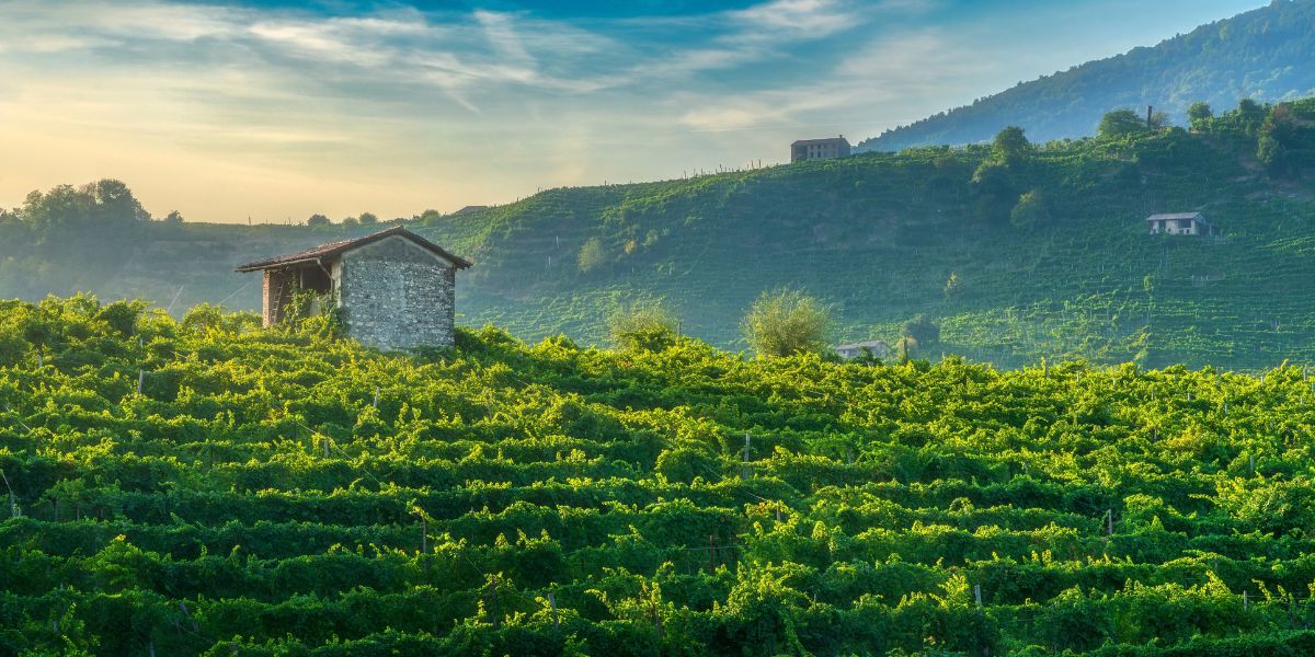 Green vineyard hills, or rive, in the Valdobbiadene Prosecco region