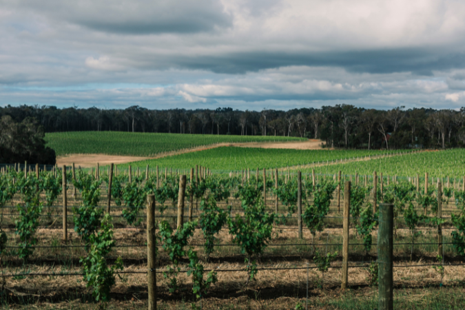 Vasse Felix vineyard (675 x 450 px)