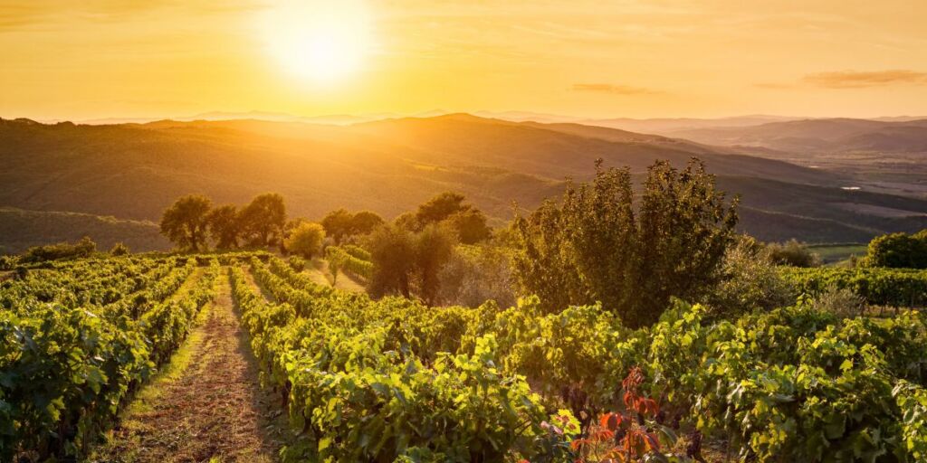 sunset over montalcino vineyard