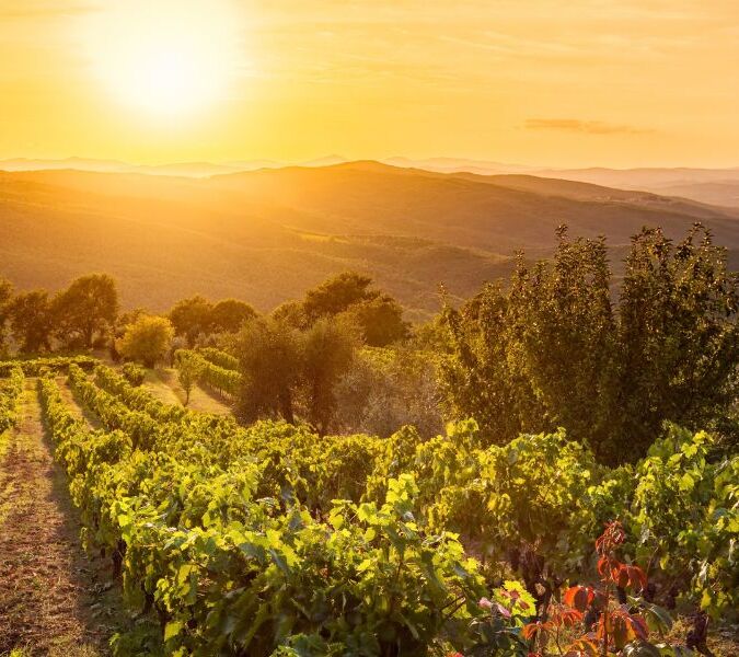 sunset over montalcino vineyard