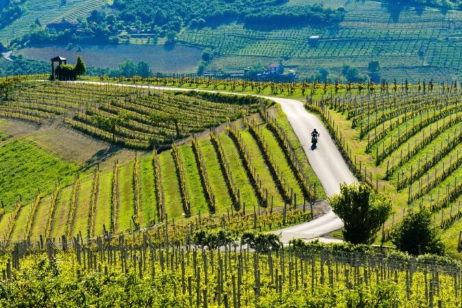 a cyclist on the roads through piedmont's vineyards