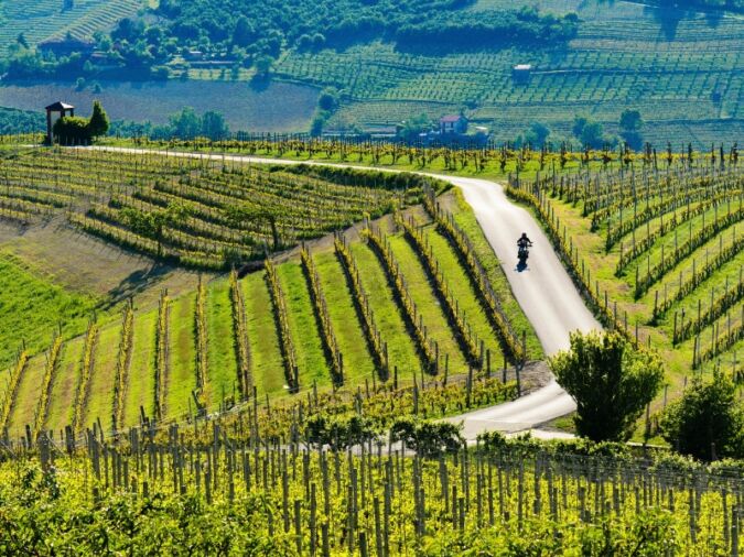 a cyclist on the roads through piedmont's vineyards