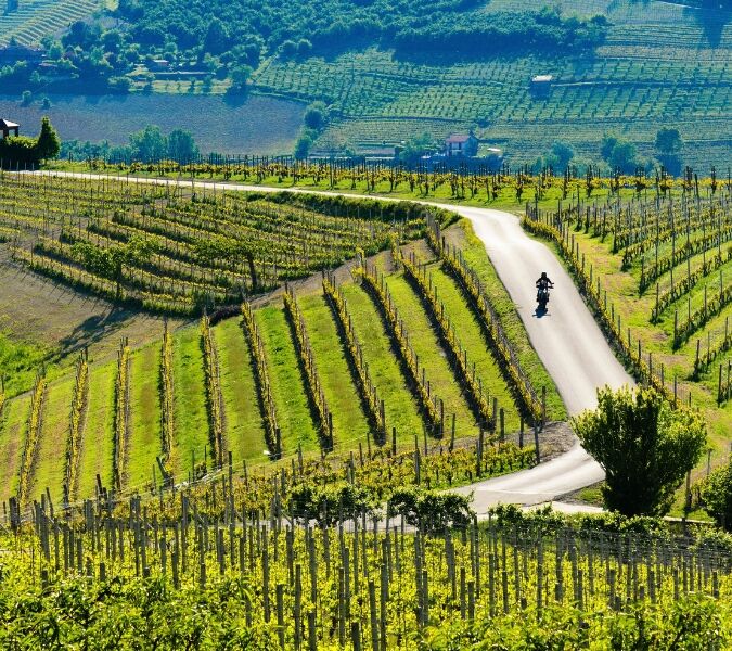 a cyclist on the roads through piedmont's vineyards