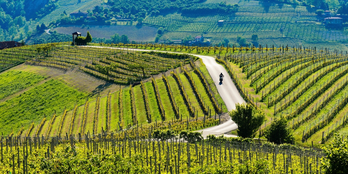 a cyclist on the roads through piedmont's vineyards