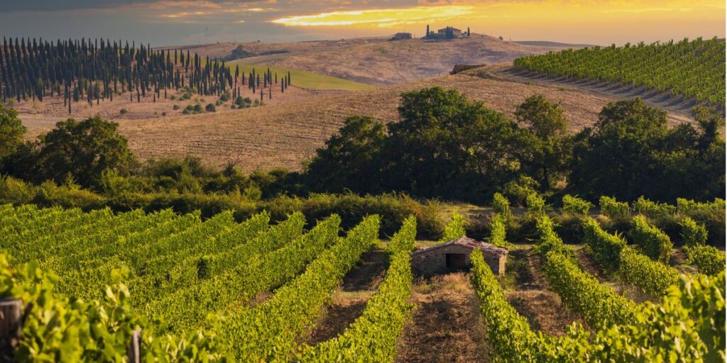 A vineyard view outside Montalcino village