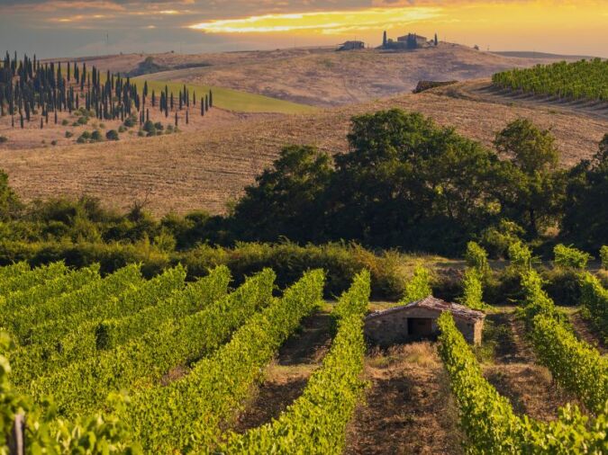 A vineyard view outside Montalcino village