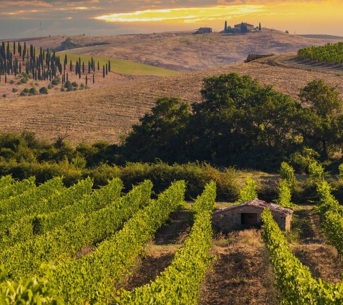 A vineyard view outside Montalcino village
