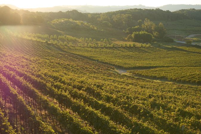 ales victoria vineyard in the serra gaucha region
